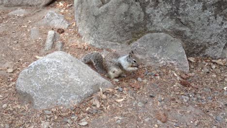 Kalifornisches-Eichhörnchen