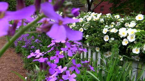 Colorful-Summer-Flower-Garden
