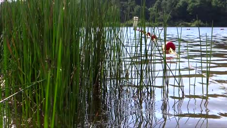 Summertime-Lake-and-Reeds-2