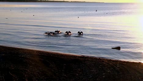 Waterfowl-On-The-Move-In-Lake-Michigan