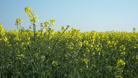 Mustard-Field