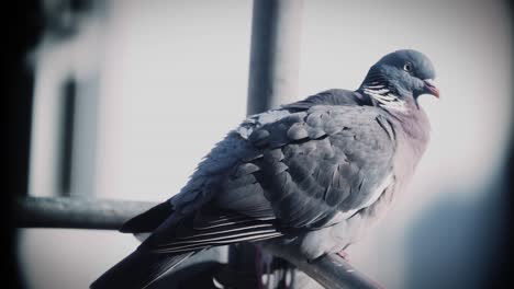 Pigeon-Closeup