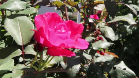 Pink-Rose