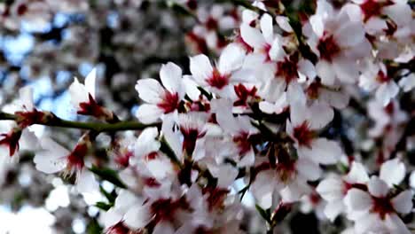 Japanische-Baumblumen