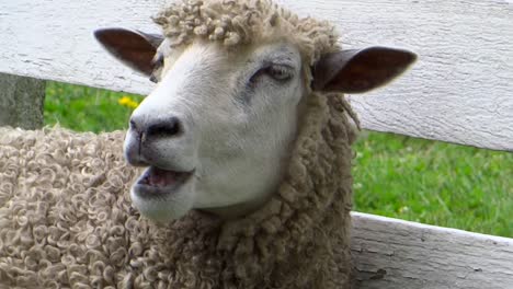 Kauende-Schafe-Nahaufnahme