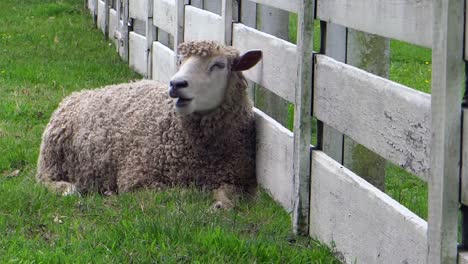 Masticando-ovejas-contra-la-cerca-de-la-granja