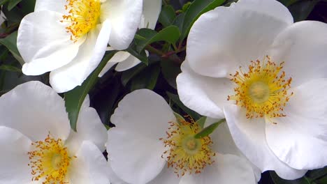 Weiße-Blumen-Nahaufnahme