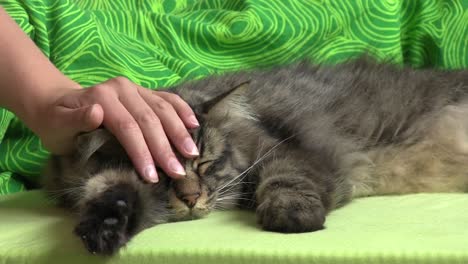 Caressing-a-Domestic-Tabby-Cat