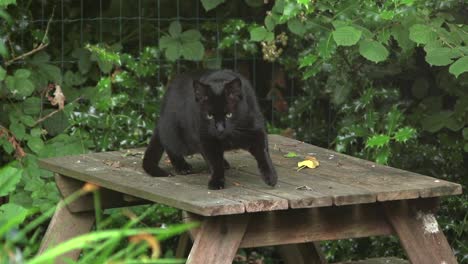 Schwarze-Katze-Springt-Vom-Tisch
