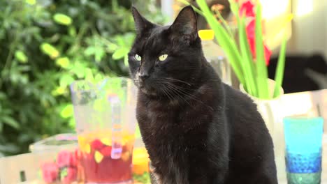Schwarze-Katze,-Die-Nach-Oben-Schaut