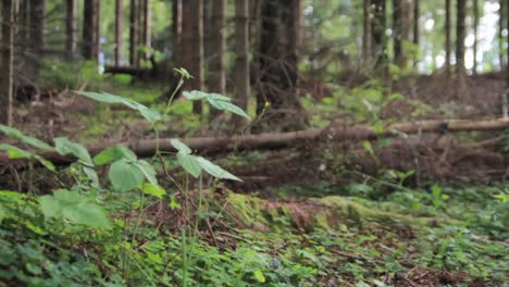 Forest-Scene-Tracking-Shot