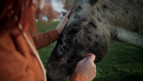 Horse-Being-Patted