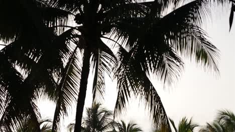 Palm-Tree-Silhouettes-