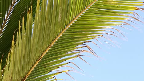 Palm-Tree-Leaves-Close-Up