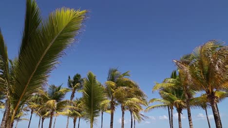 Palm-Trees-and-Blue-Sky