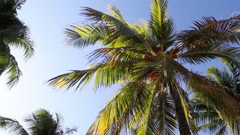 Palm-Trees-in-the-Breeze-