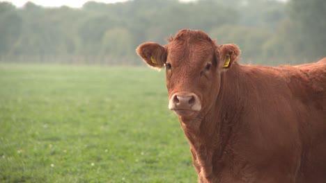 Limousin-Cow-2