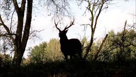 Stag-Silhouette