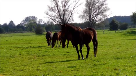 Horses-in-Field