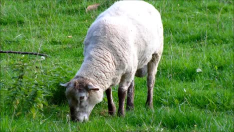 Sheep-Eating