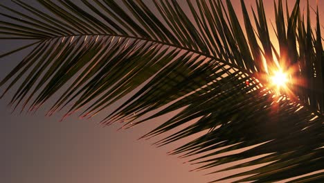 Sun-Flare-Through-Palm-Tree