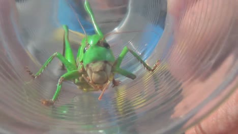 Grasshopper-in-Glass
