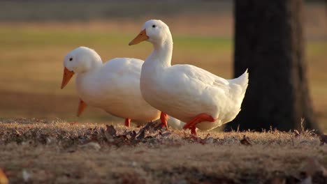 3-White-Campbell-Ducks-Searching-(Sequence)