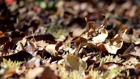 Autumn-Leaves-on-Ground-(Rack-Focus)