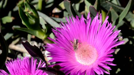 Bee-in-Pink-flower