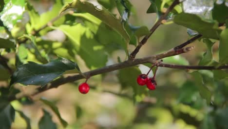 Berries-on-a-Bush-