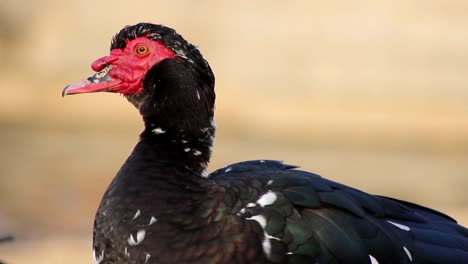 Muscovy-Duck-(Close-Up)