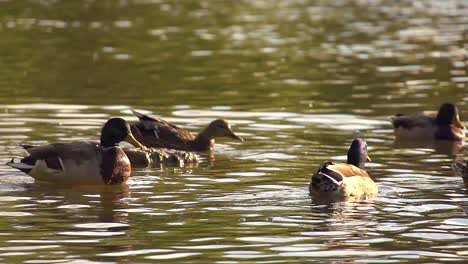 Ducks-in-a-Pond-in-Super-Slow-Motion