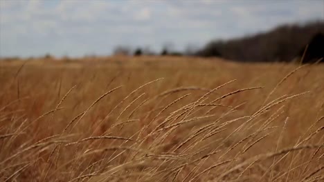 Peaceful-Barley-Field-(Rack-Focus)