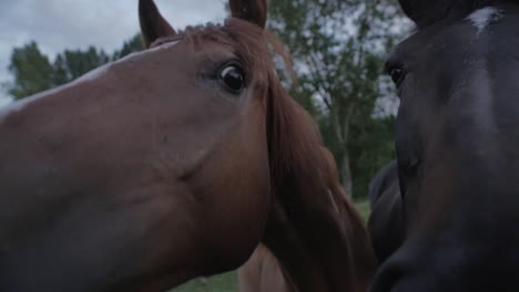 Horses-Up-Close