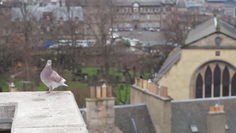 Albino-Pigeon-vigilando-Edimburgo