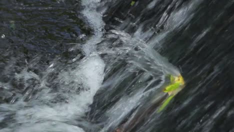 Wasserfall,-Unterbrochen-Von-Einem-Blatt-(Nahaufnahme)