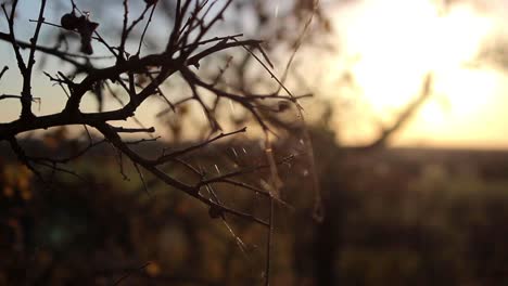 Spider-Web-on-a-Branch-at-Sunset