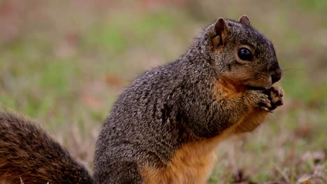 Eichhörnchen-Erforscht-Und-Frisst-(nah)