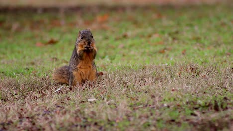 Eichhörnchen-Erforscht-Und-Frisst-(breit)