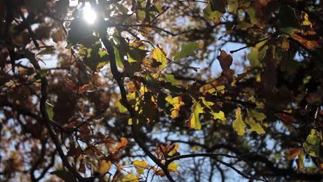 Sonnenschein-Durch-Herbstlaub-(Dolly)