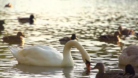 White-Swan-in-Super-Slow-Motion
