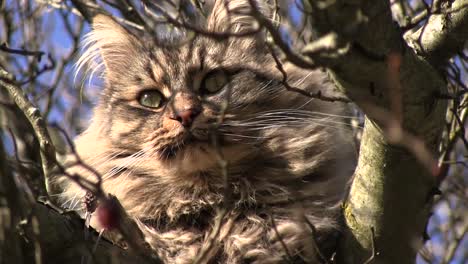 Getigerte-Katze-In-Einem-Baum