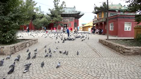 Tauben-In-Der-Mongolei