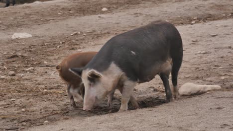 Pig-with-Young