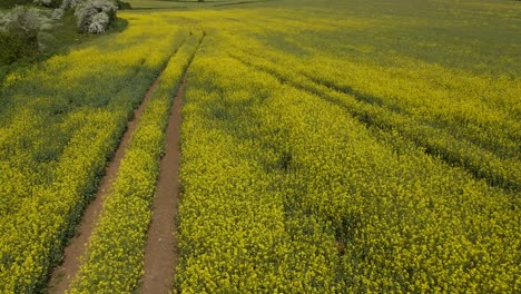 Fly-Over-Yellow-Field