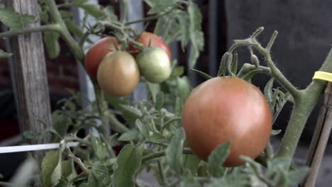 Tomaten-Am-Weinstock