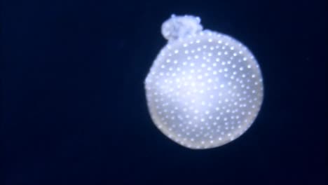 Jellyfish-inTank