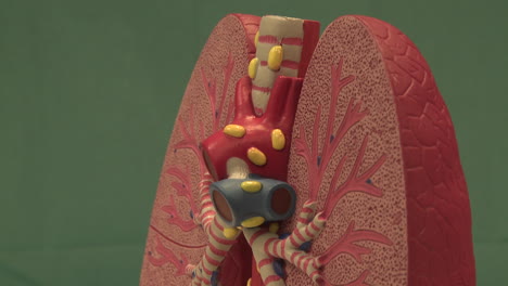 Close-Up-of-Model-of-the-Lungs