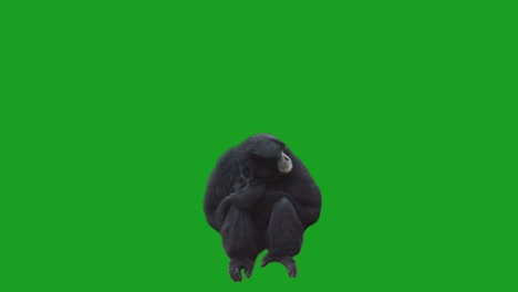 Mono-en-pantalla-verde