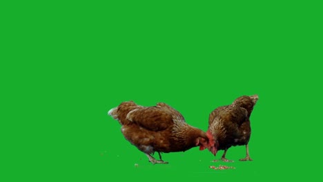 Pollo-en-pantalla-verde